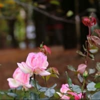 思い出の公園めぐり・°＊