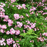 大きなロサ系の薔薇と、小さなかん太と真生