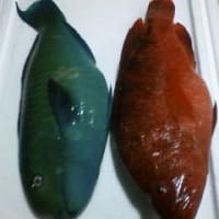 明日23日はライブだぁ～&島魚だぁ～♪