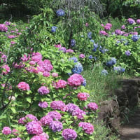 農業公園のアジサイが見頃に