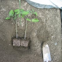 ミニトマト追加の定植