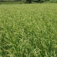 稲作無農薬栽培
