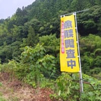 あと８夜で解禁？