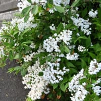 雑草の片付けと、お野菜ありがとうございました。