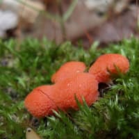 2025年6月8日(日)　苫小牧「近所の自然散歩」植物調査