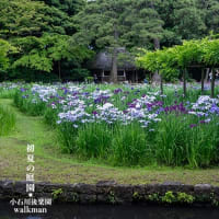 花しょうぶ、涼景。