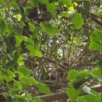 1本のイチョウの木に雄の葉と雌の葉が？！