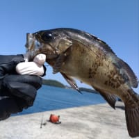 釣りキチだもの。