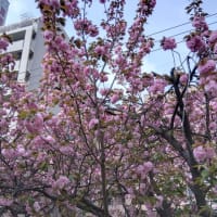 国産米を食べて日本の食を守りましょう