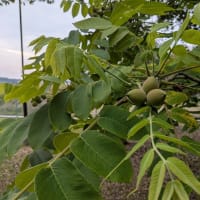 協同学苑　果樹の森