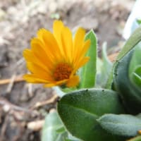 花苗プランティング