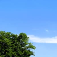 テレビを見る実家猫