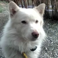 親父ケータイのミネジ画像その２