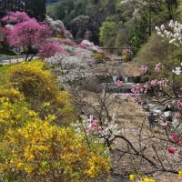 みよしや食堂の　花桃の里　其の1　（2025年　4月21日　月　晴   OM-D  M1MⅢ）