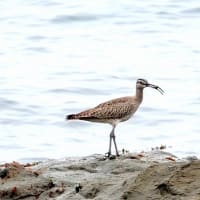 04/26探鳥記録写真-2：狩尾岬の鳥たち（チュウシャクシギ三昧①、）