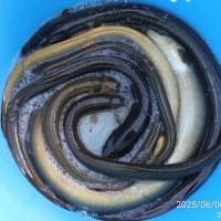バカボン達のウナギ漁？