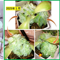 オンスローとあれやこれやの多肉植物　20250709