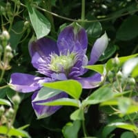 我が家の薔薇も開花