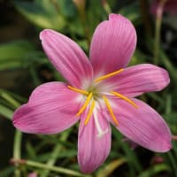 夏の花：ゼフィランサス・カリナタ②