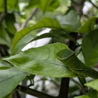 謎の青虫 みどりクン