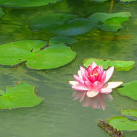 枚方山田池公園