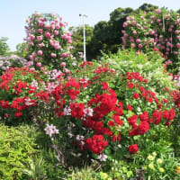 横浜山手公園 花見散歩