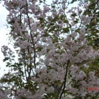 我が家の八重桜が満開