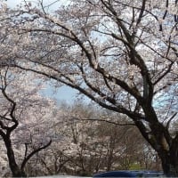 将監の桜