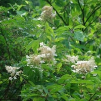 7月最初の教室　ヤマユリ咲く森