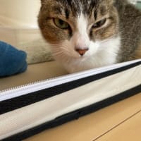 抗がん剤２回目…またもや延期
