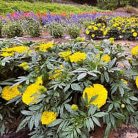 「地域ぐるみでむらじゅう花ざかり事業」の大日向区の花畑の風景＆穂高広域施設組合理事者会・議会臨時会