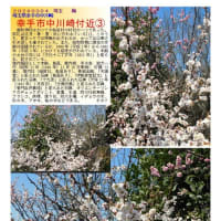 花巡り「梅－359」　幸手市中川崎付近①②③④
