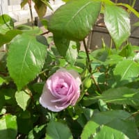 最後の更新です
