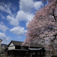 あんぱんロケ地のエドヒガンザクラ