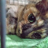 6月11日（水）久し振りに茶トラ君目撃