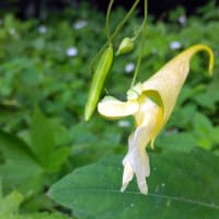 キツリフネ