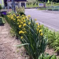 アヤメの開花
