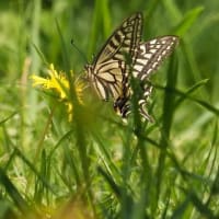 青虫を食べ損ねたヤマガラ君