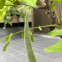 六月の緑たち