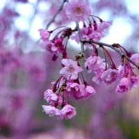 1000本のしだれ桜-奈良県東吉野村：高見の郷