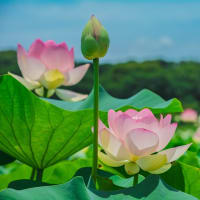 唐比ハス園　～唐比ハス祭りの日～　2025/7/6