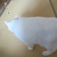 専用よりも