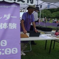 羊ヶ丘展望台でラベンダー刈り取り体験