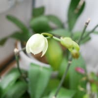胡蝶蘭の２番花が咲きました　ユズちゃん