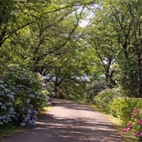 輪之内の紫陽花1①