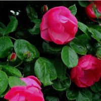 私の四季「薔薇が咲き出しました」