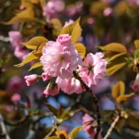 大宮公園桜開花速報(2025.4.12)