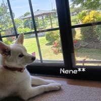 小さなフェンス設置