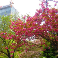 春の大阪城散歩　夕暮れの桜並木道