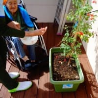 トマトのちから 上を向いて咲こう 秋桜 トマトのちから 上を向いて咲こう 秋桜